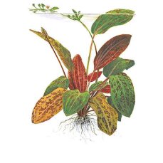 Tropica Echinodorus Ozelot, spektakuläre Blattfärbung