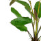 Tropica Echinodorus Ozelot, spektakuläre Blattfärbung