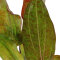 Tropica Echinodorus Ozelot, spektakuläre Blattfärbung