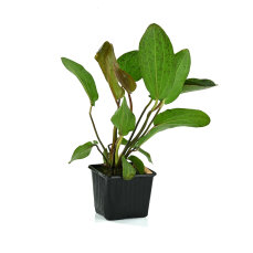 Echinodorus Ozelot 073F XL Mutterpflanze