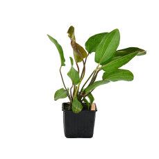 Echinodorus Ozelot 073F XL Mutterpflanze