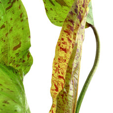 Echinodorus Ozelot green, Grüner Ozelot