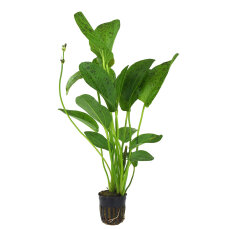 Echinodorus Ozelot green, Grüner Ozelot