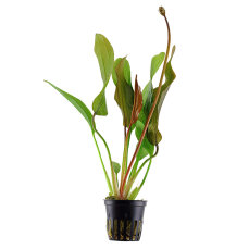 Echinodorus Red Diamond - Farbenfrohe Schwertpflanze