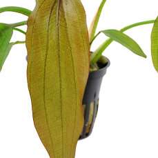 Echinodorus Red Diamond - Farbenfrohe Schwertpflanze