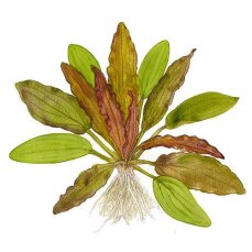 Echinodorus Red Diamond - Farbenfrohe Schwertpflanze