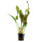 Echinodorus Red Diamond - Farbenfrohe Schwertpflanze