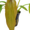 Echinodorus Red Diamond - Farbenfrohe Schwertpflanze