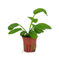 Echinodorus Aquartica Tropica Schwertpflanze