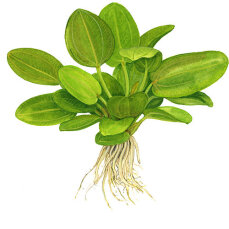 Echinodorus Aquartica Tropica Schwertpflanze