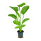 Echinodorus Aquartica Tropica Schwertpflanze