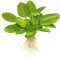 Echinodorus Aquartica Tropica Schwertpflanze