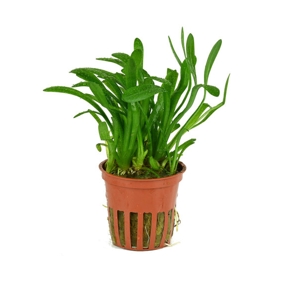 Sagittaria subulata - Kleines Pfeilkraut, Vordergrundpflanze