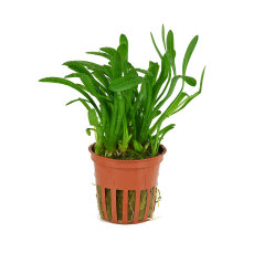 Sagittaria subulata - Kleines Pfeilkraut, Vordergrundpflanze