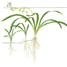Sagittaria subulata - Kleines Pfeilkraut, Vordergrundpflanze