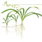 Sagittaria subulata - Kleines Pfeilkraut, Vordergrundpflanze