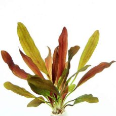 Echinodorus Red Chamäleon, Aquarienpflanze mit Rottönen