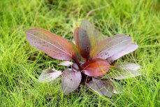 Echinodorus Red Chamäleon, Aquarienpflanze mit Rottönen