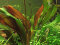 Echinodorus Red Chamäleon, Aquarienpflanze mit Rottönen