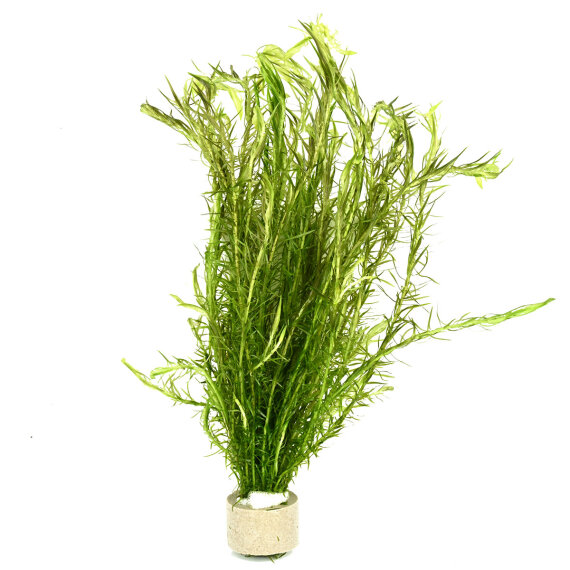 Mooskraut, Mayaca fluviatilis Kopfstecklinge