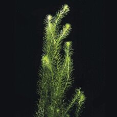 Mooskraut, Mayaca fluviatilis Kopfstecklinge