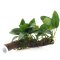 Zwergspeerblatt Anubias barteri var. nana auf Wurzelholz mit Sauger
