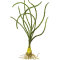 Crinum calamistratum Dauerwellenhakenlilie