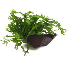 Microsorum pteropus Windelov auf Wurzel 8-10 cm