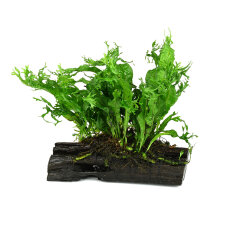 Microsorum pteropus Windelov auf Wurzel 8-10 cm