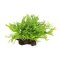 Microsorum pteropus Windelov auf Wurzel 8-10 cm