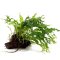 Microsorum pteropus Windelov auf Wurzel 8-10 cm