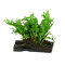 Microsorum pteropus Windelov auf Wurzel 8-10 cm