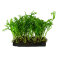 Microsorum pteropus Windelov auf Wurzel 8-10 cm