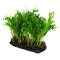 Microsorum pteropus Windelov auf Wurzel 8-10 cm