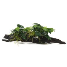 Bepflanzte Wurzel mit Zwergspeerblatt groß 25-30 cm