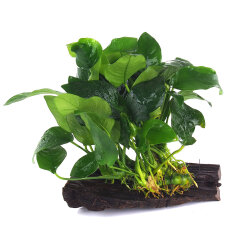 Anubias barteri var. nana auf Wurzel aufgebunden 10-12 cm