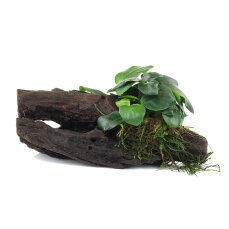 Anubias barteri var. nana auf Wurzel aufgebunden 10-12 cm