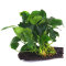Anubias barteri var. nana auf Wurzel aufgebunden 10-12 cm