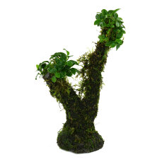 Zwergspeerblatt - Anubias barteri var. nana auf...