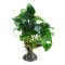 Zwergspeerblatt - Anubias barteri var. nana auf Kunststoffbaum ca. 20 cm