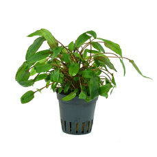 Mittelgroßer Wasserkelch -  Cryptocoryne indonesii