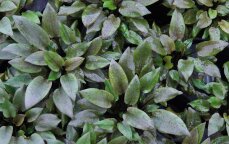 Mittelgroßer Wasserkelch -  Cryptocoryne indonesii