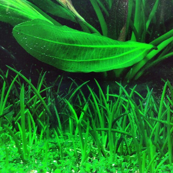 Littorella uniflora, Europäischer Strandling InVitro-Pflanze von Tropica