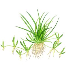 Littorella uniflora, Europäischer Strandling InVitro-Pflanze von Tropica
