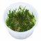 Littorella uniflora, Europäischer Strandling InVitro-Pflanze von Tropica