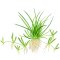 Littorella uniflora, Europäischer Strandling InVitro-Pflanze von Tropica