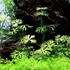Flusshahnenfuss - Ranunculus inundatus InVitro von Tropica