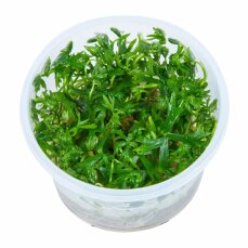 Flusshahnenfuss - Ranunculus inundatus InVitro von Tropica