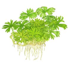 Flusshahnenfuss - Ranunculus inundatus InVitro von Tropica