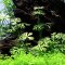 Flusshahnenfuss - Ranunculus inundatus InVitro von Tropica